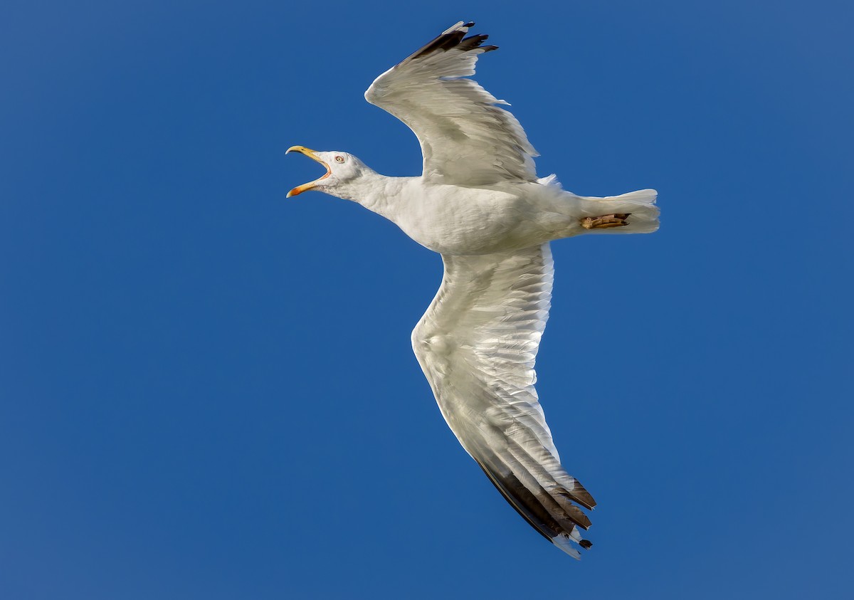 Yellow-legged Gull - ML639710916