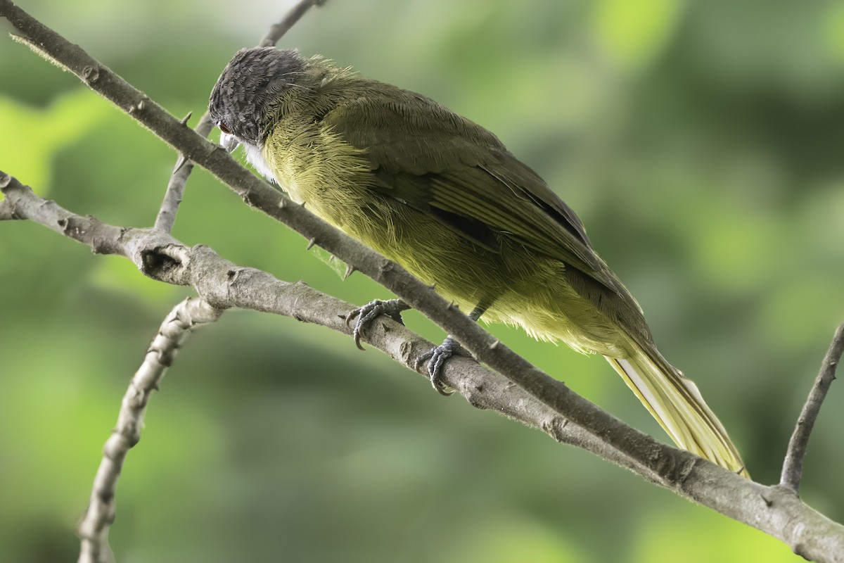 Red-tailed Greenbul - ML639710945