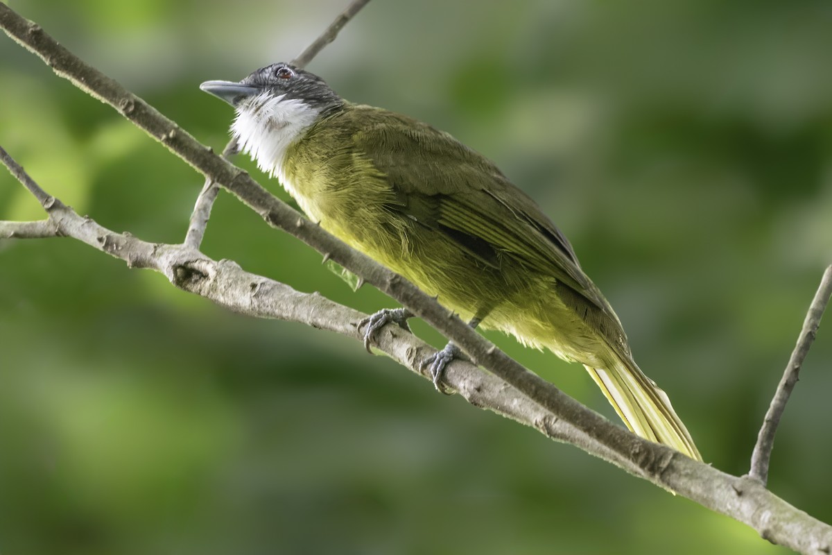Red-tailed Greenbul - ML639710946