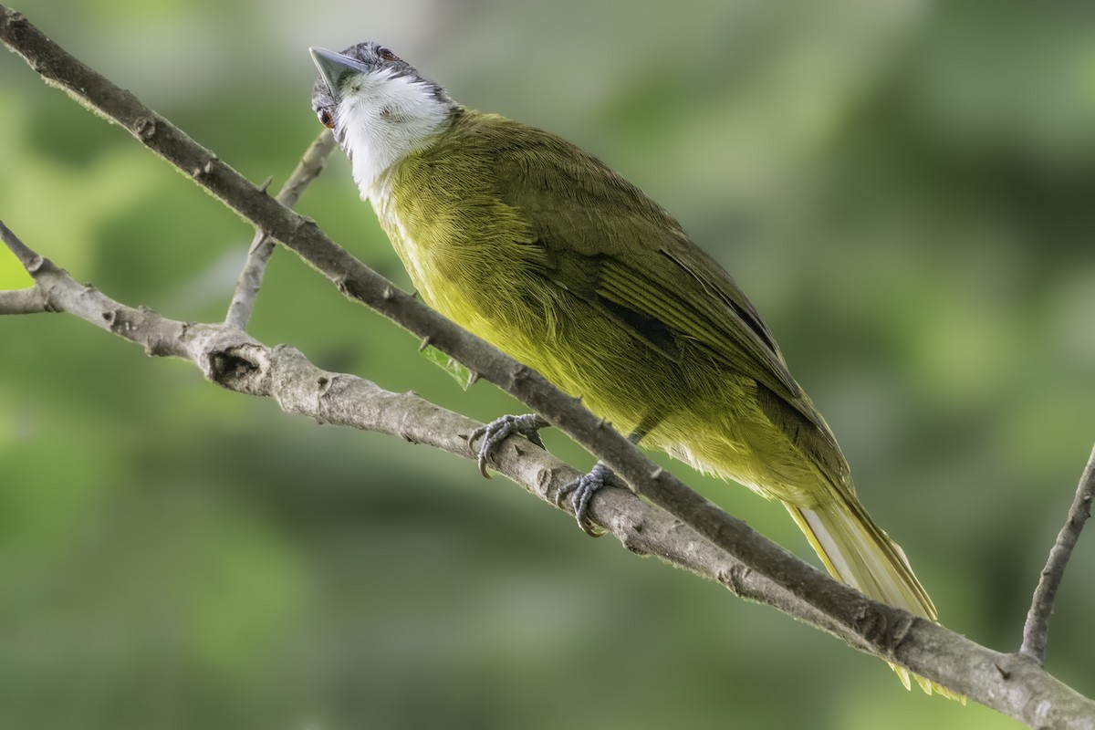 Red-tailed Greenbul - ML639710948