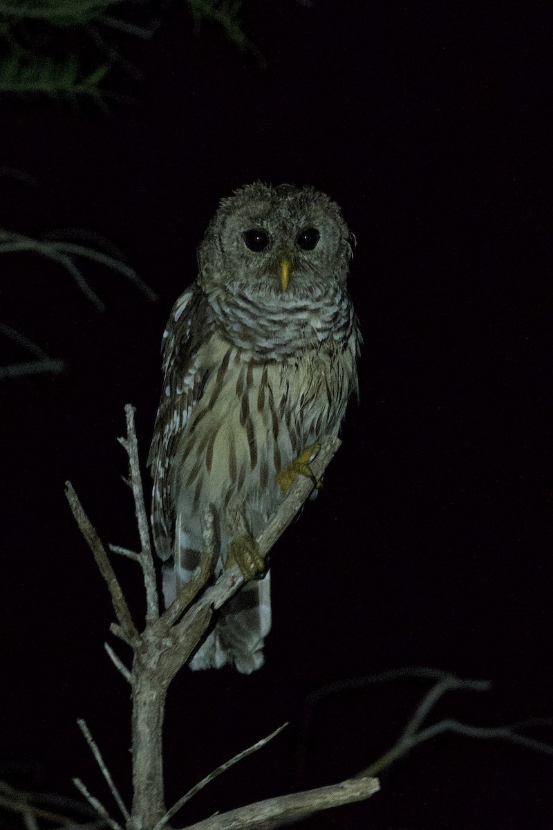 Barred Owl - ML639711022