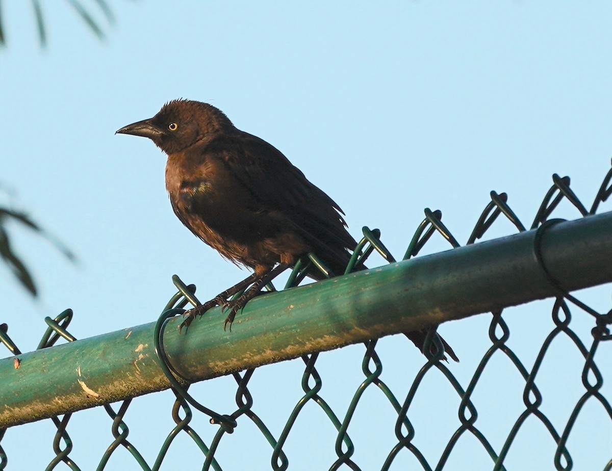 Boat-tailed Grackle - ML639711049