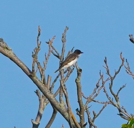 Eastern Kingbird - ML639711056