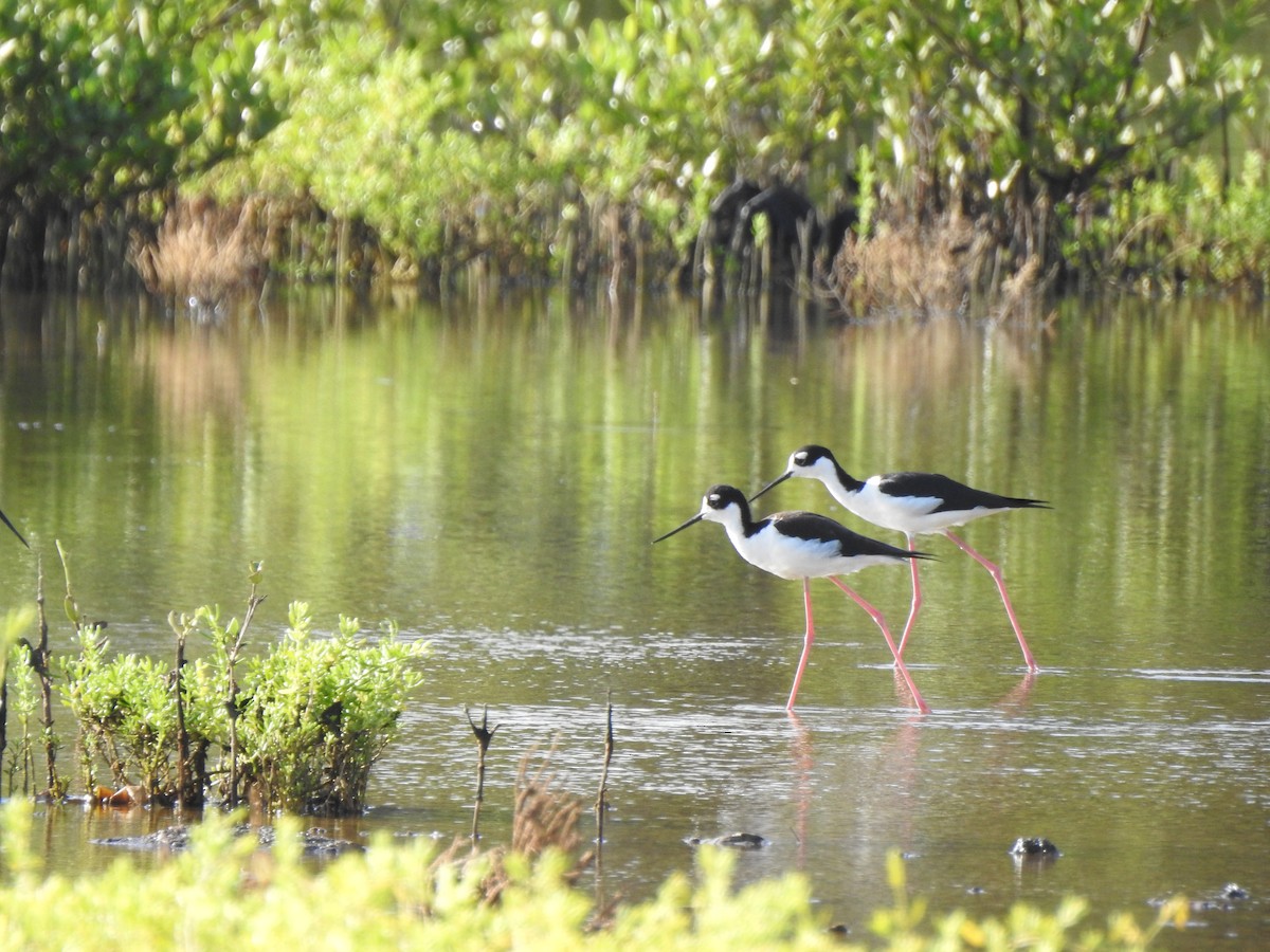 Black-necked Stilt - ML639711132