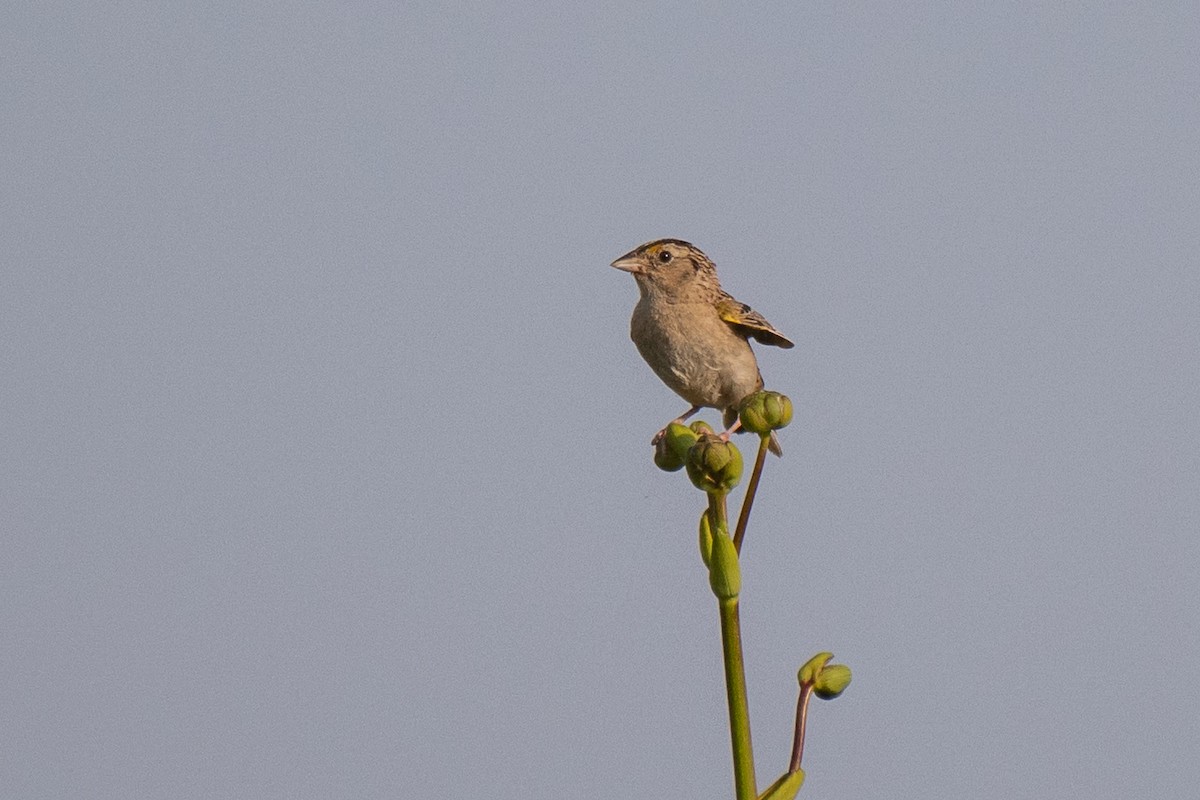 Grasshopper Sparrow - ML639711166