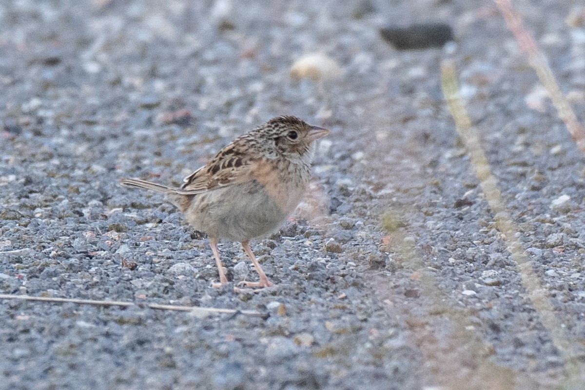 Grasshopper Sparrow - ML639711168