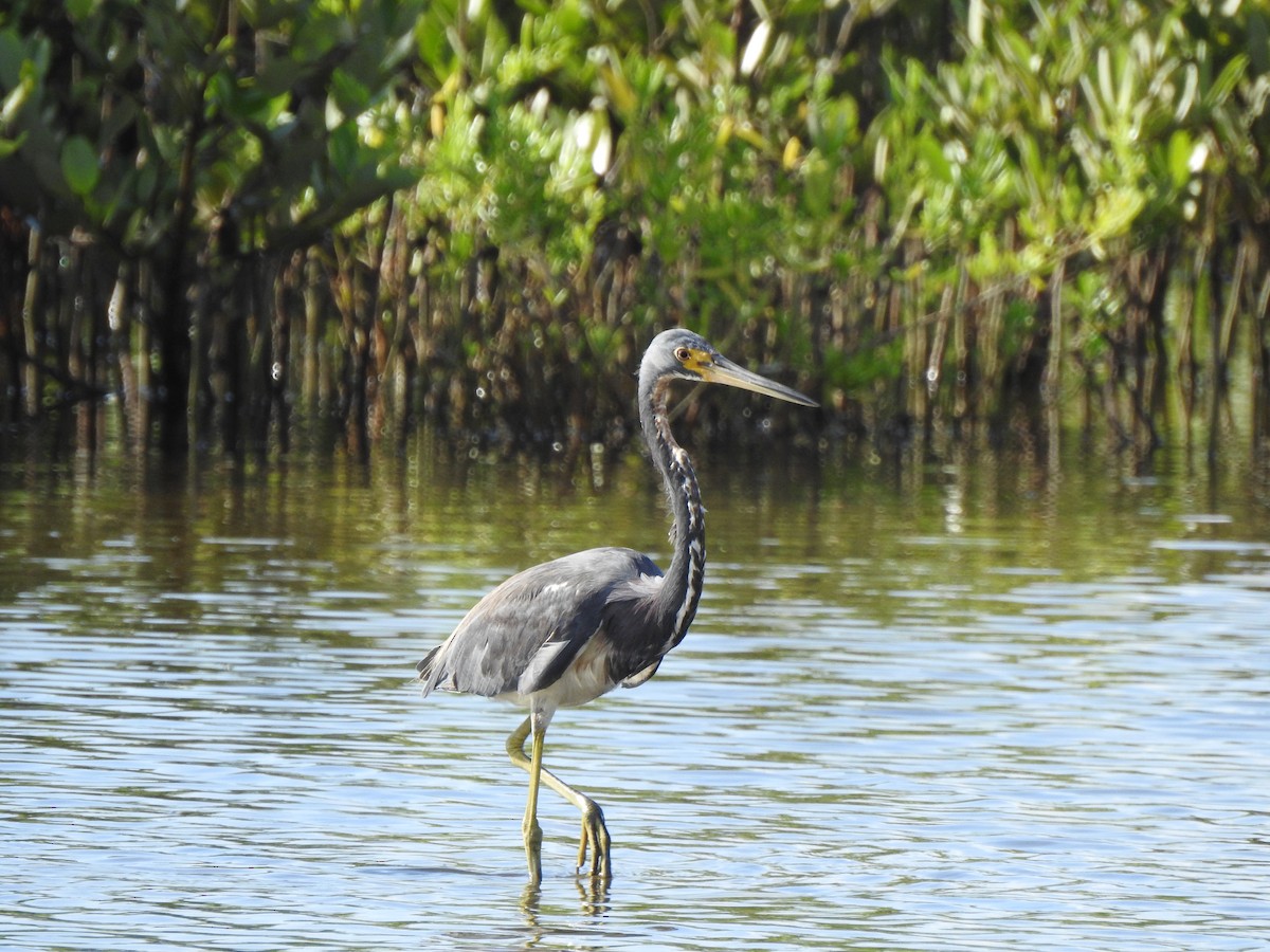 Tricolored Heron - ML639711203