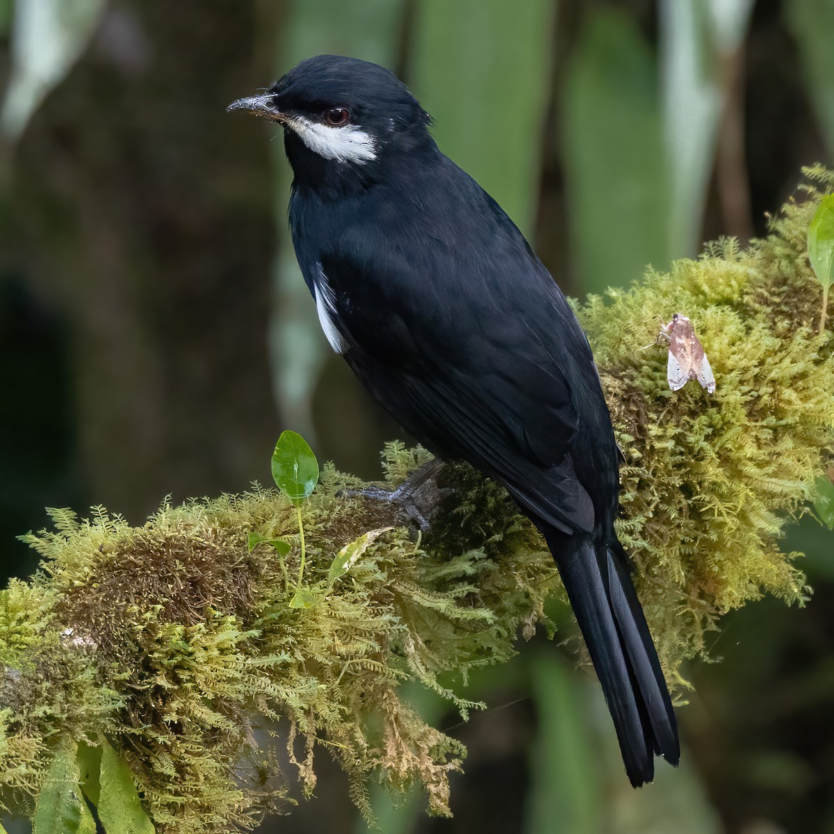 lesňák černý - ML639711271