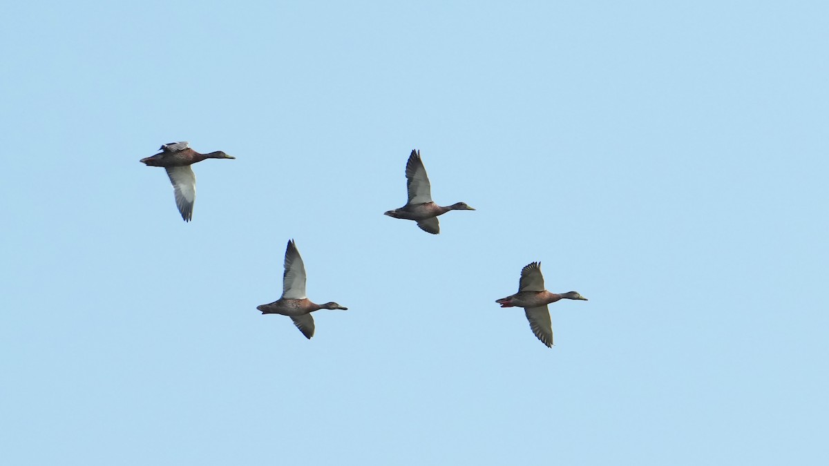 Mallard - ML639711306