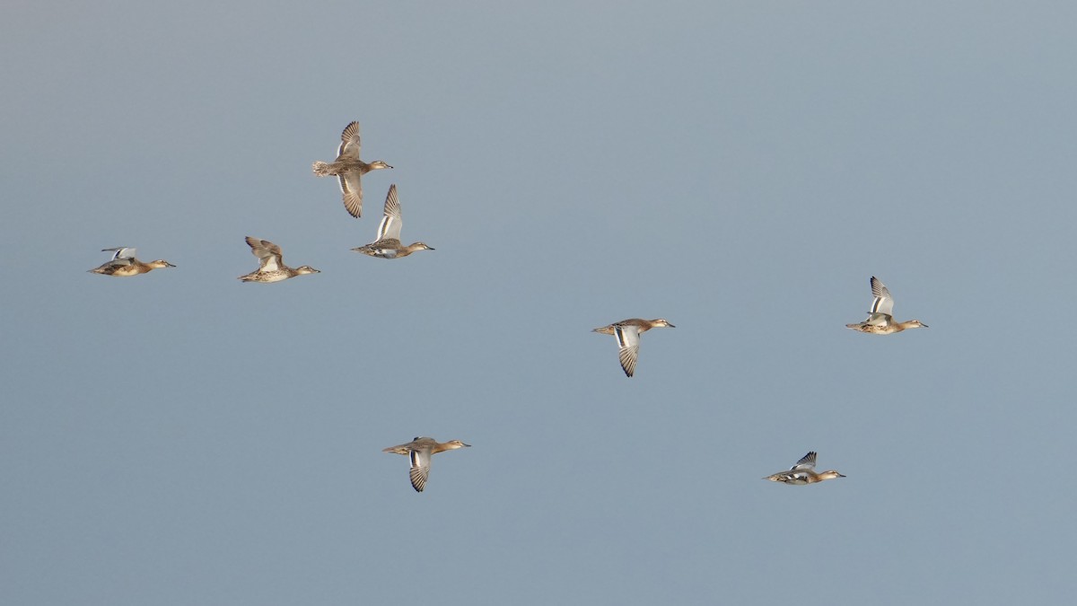 Garganey - ML639711343