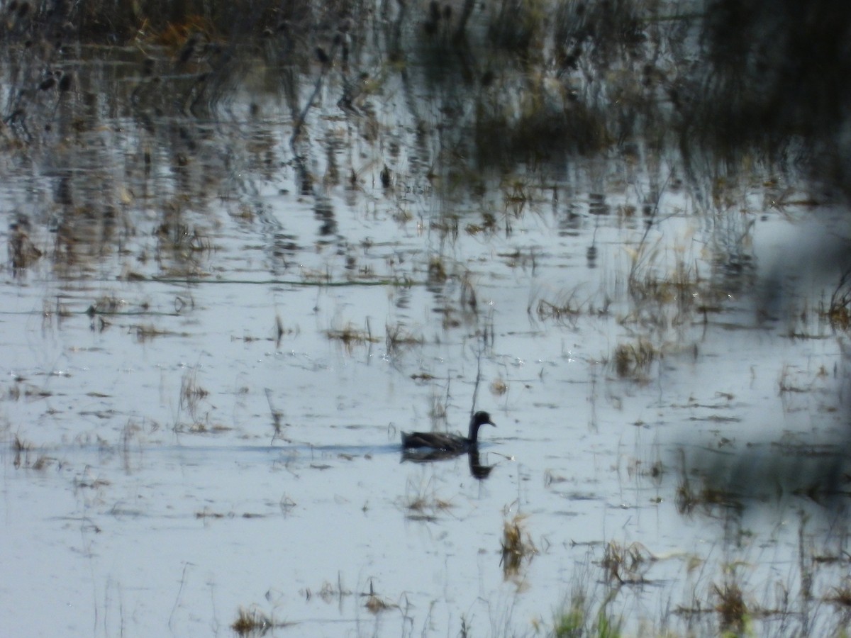 American Coot (Red-shielded) - ML639711348