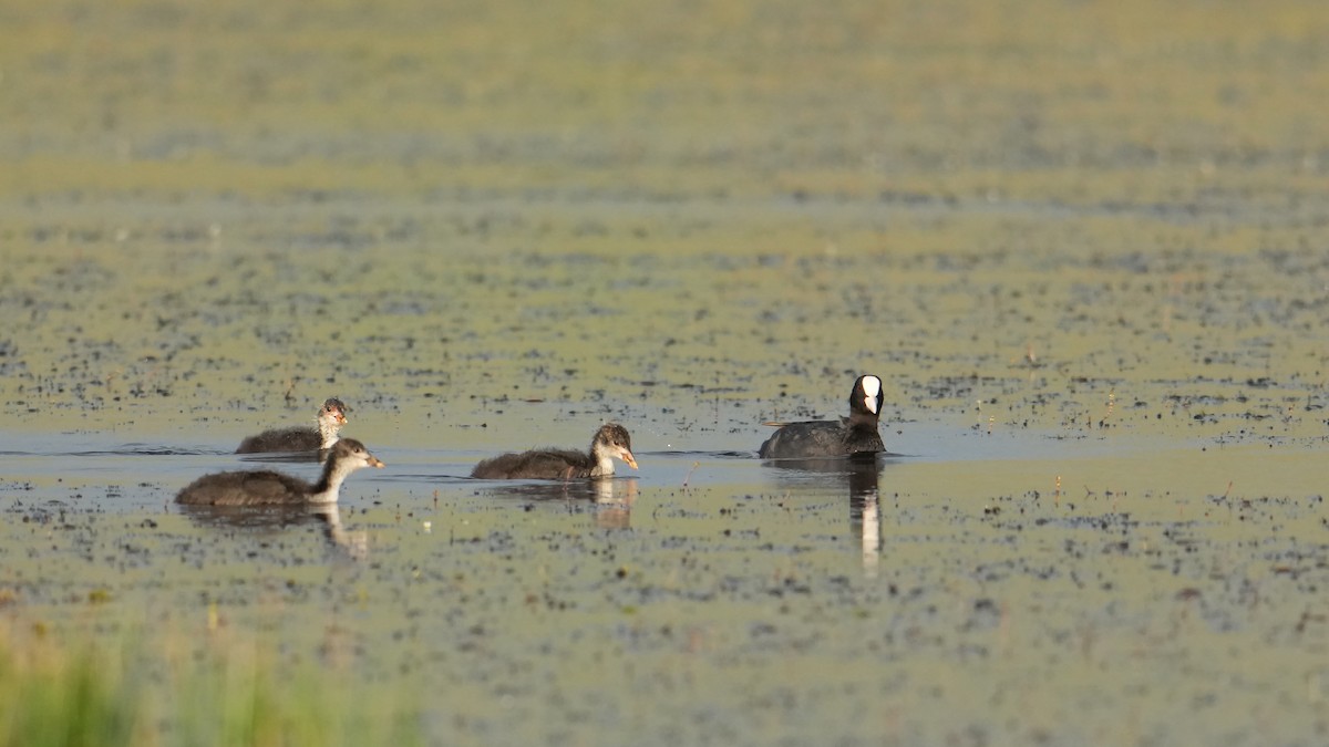Eurasian Coot - ML639711353