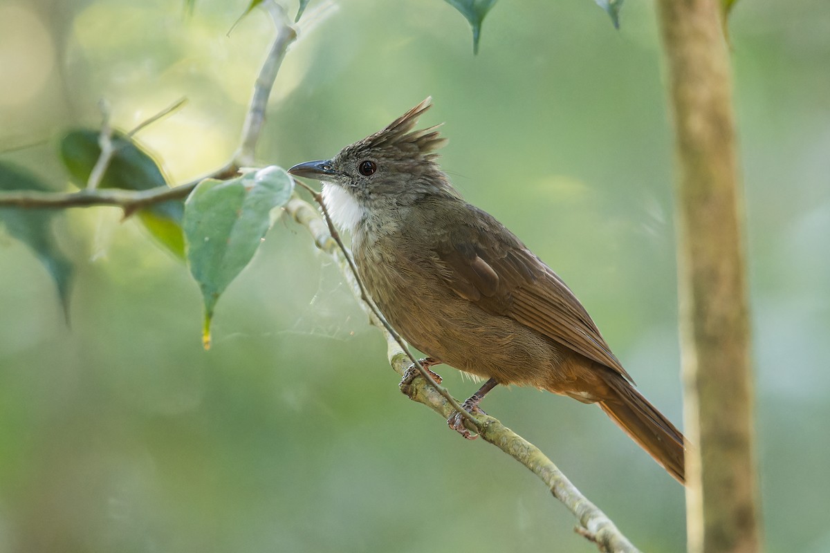 Penan Bulbul (Penan) - ML639711415