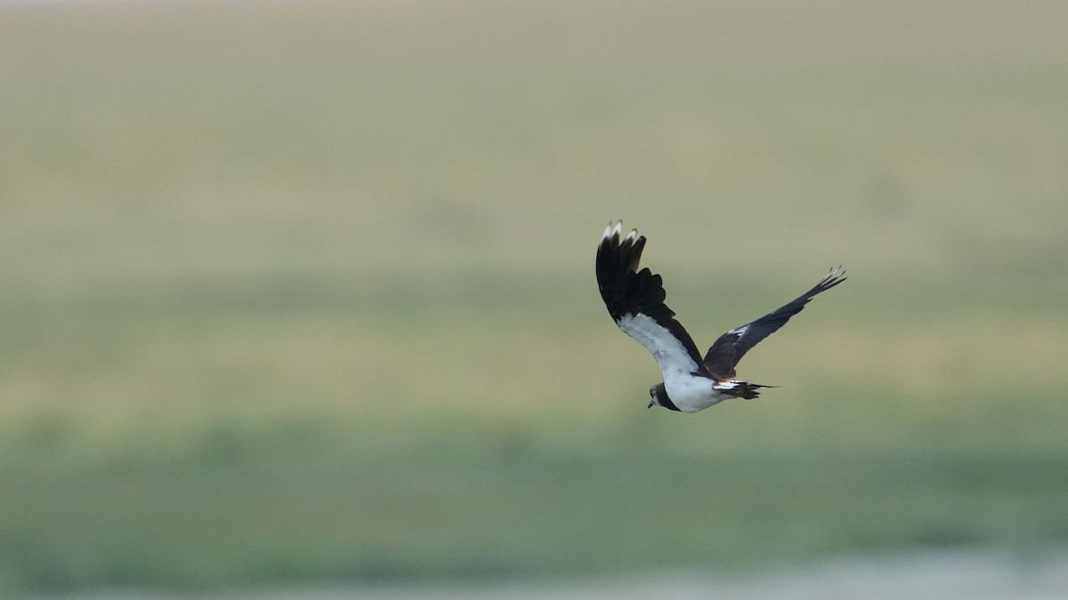 Northern Lapwing - ML639711432