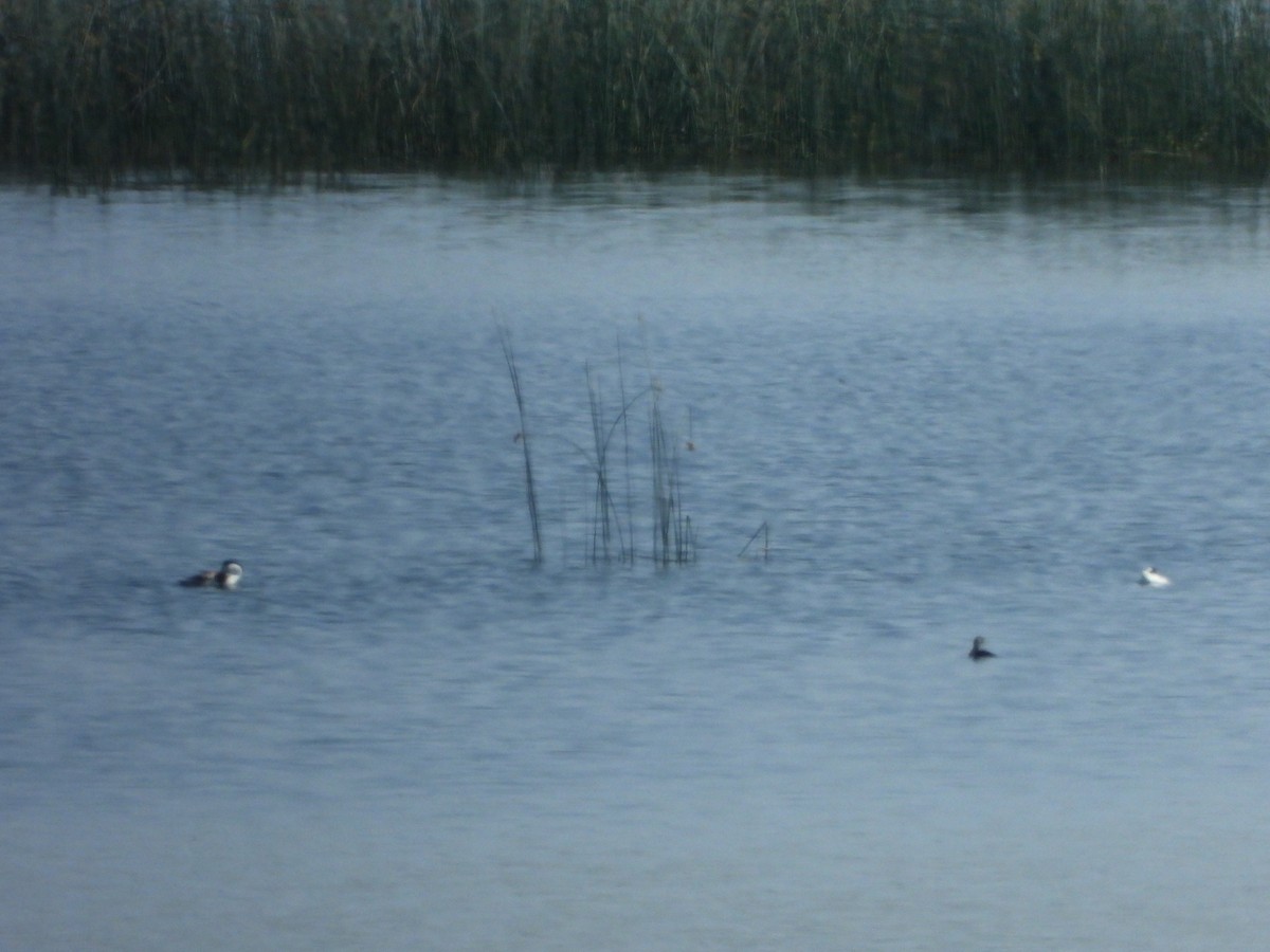 Clark's Grebe - ML639711435