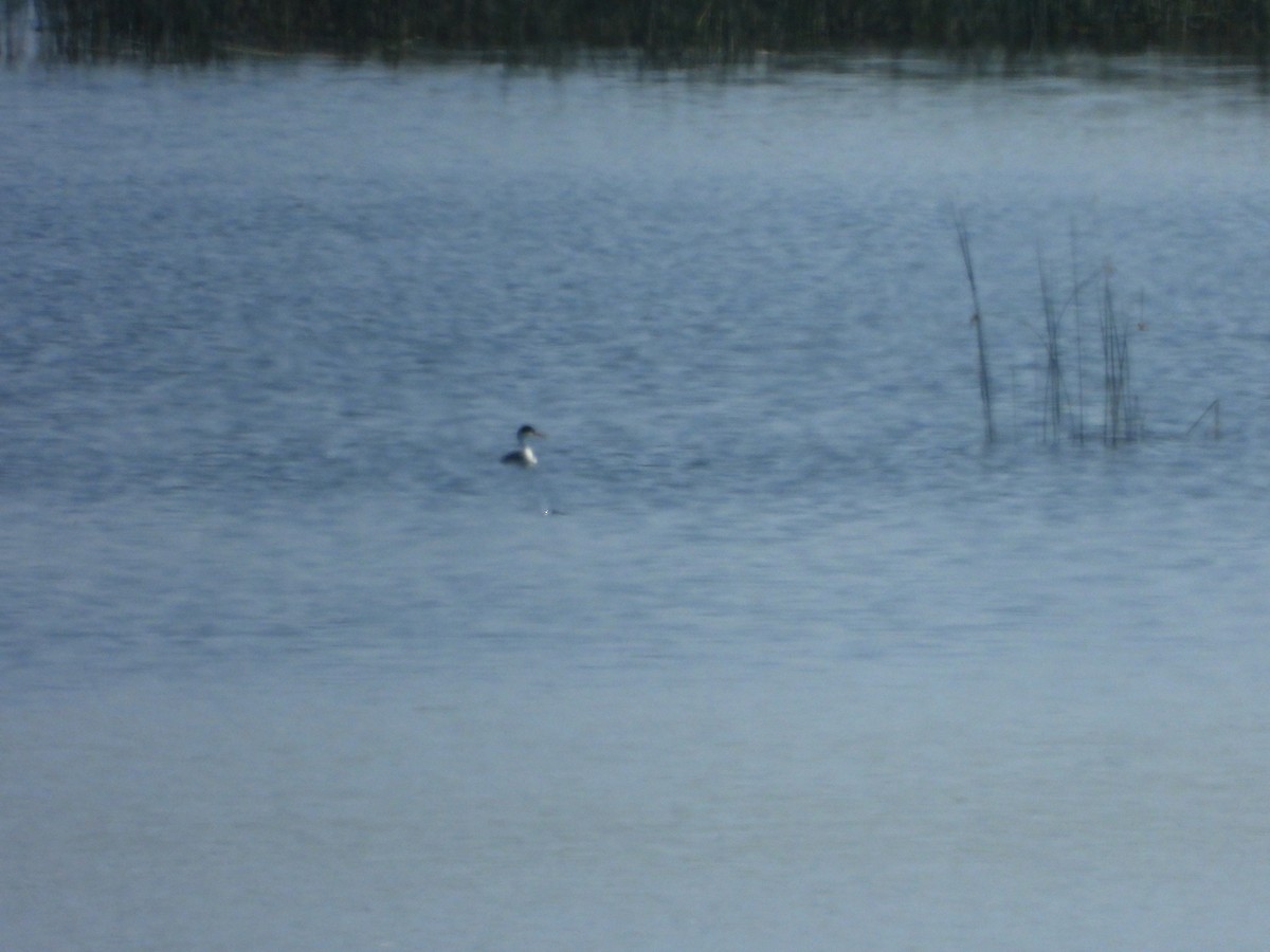 Clark's Grebe - ML639711436
