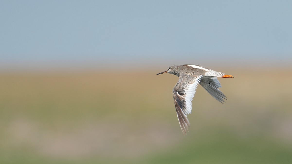 Common Redshank - ML639711462
