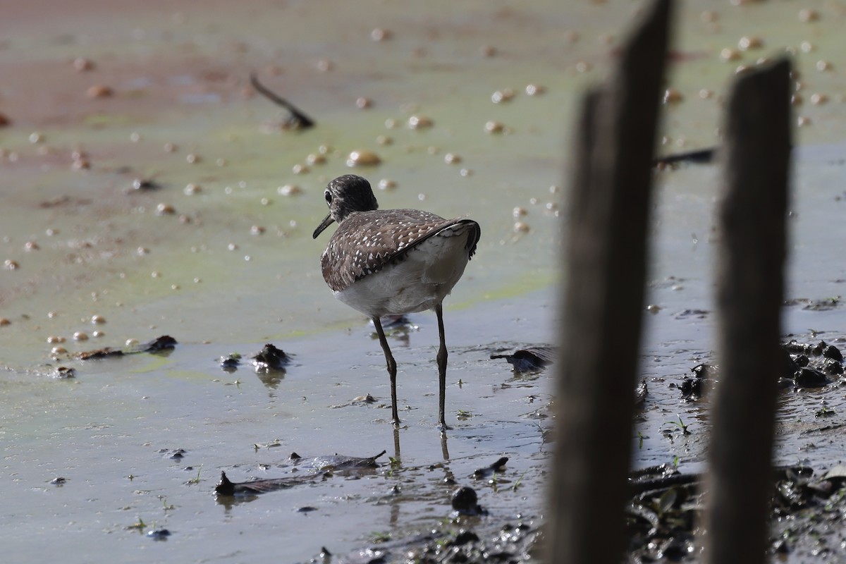 Solitary Sandpiper - ML639711465