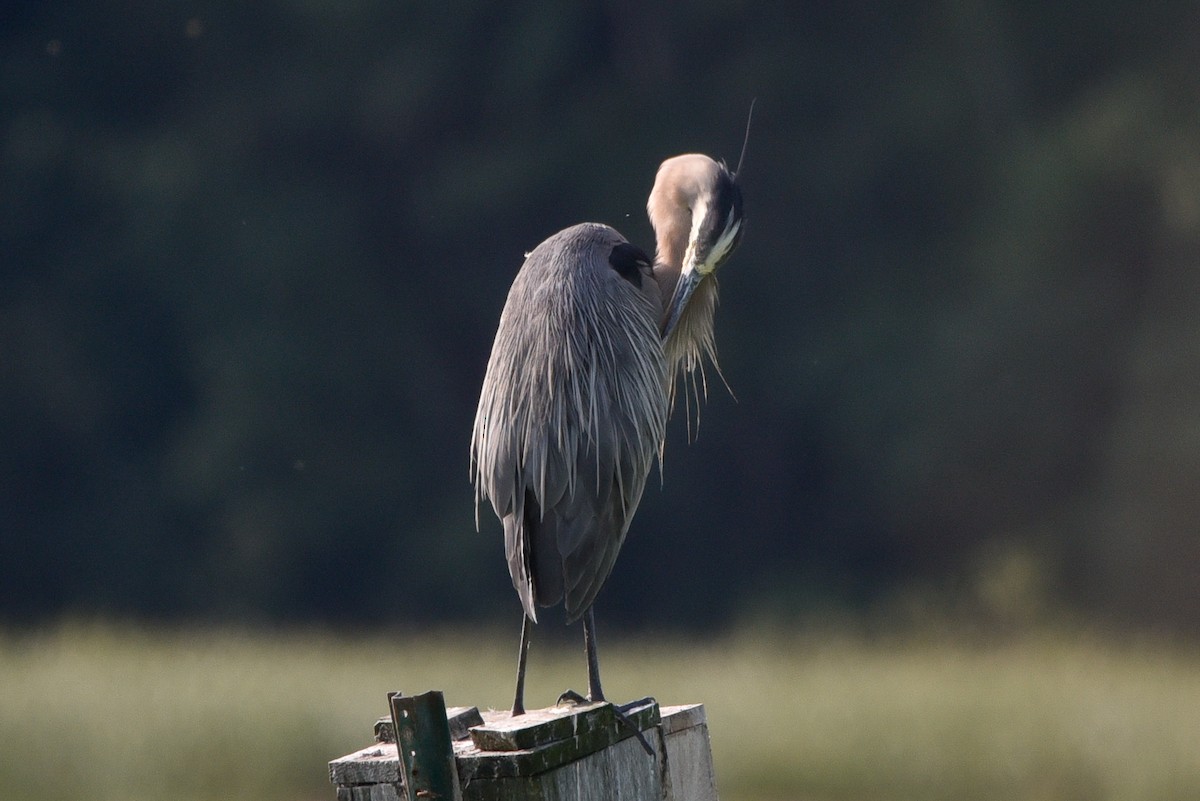 Great Blue Heron - ML639711473