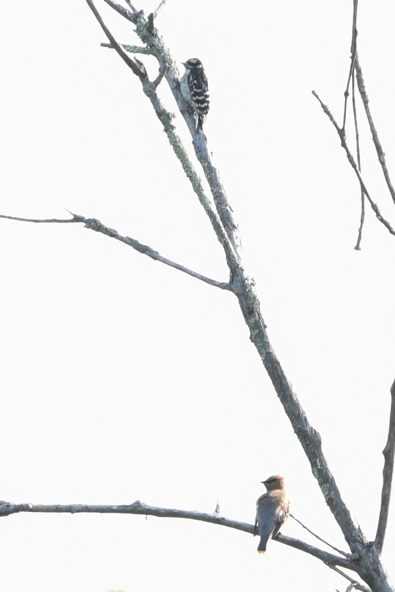 Downy Woodpecker - ML639711474