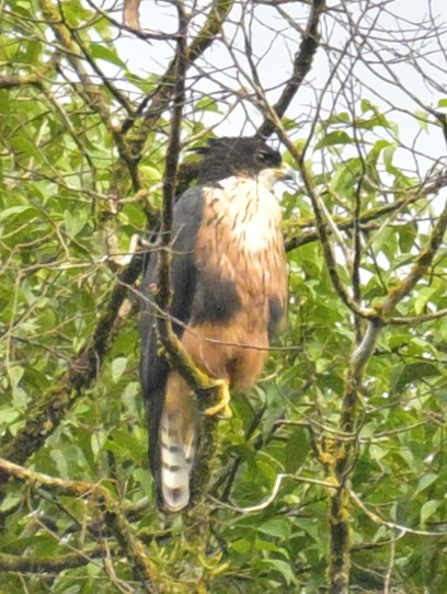Rufous-bellied Eagle - ML639711477