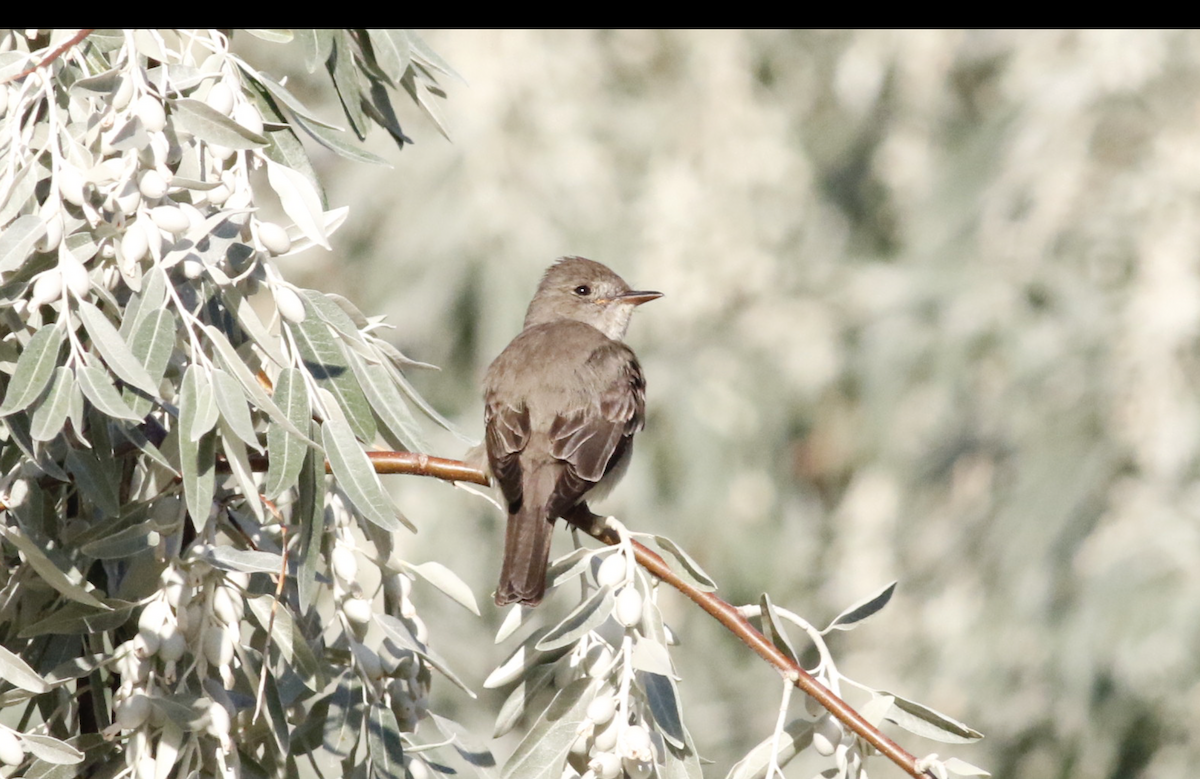 Willow Flycatcher - ML639711478