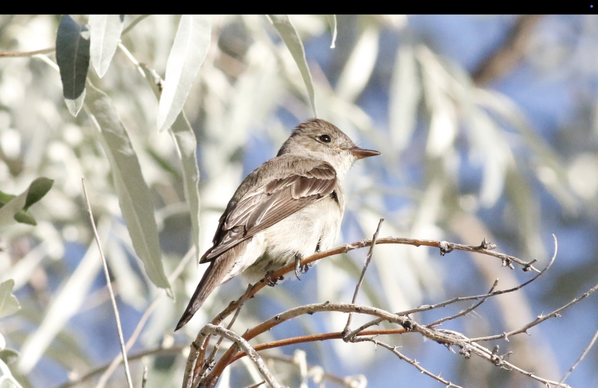 Willow Flycatcher - ML639711479
