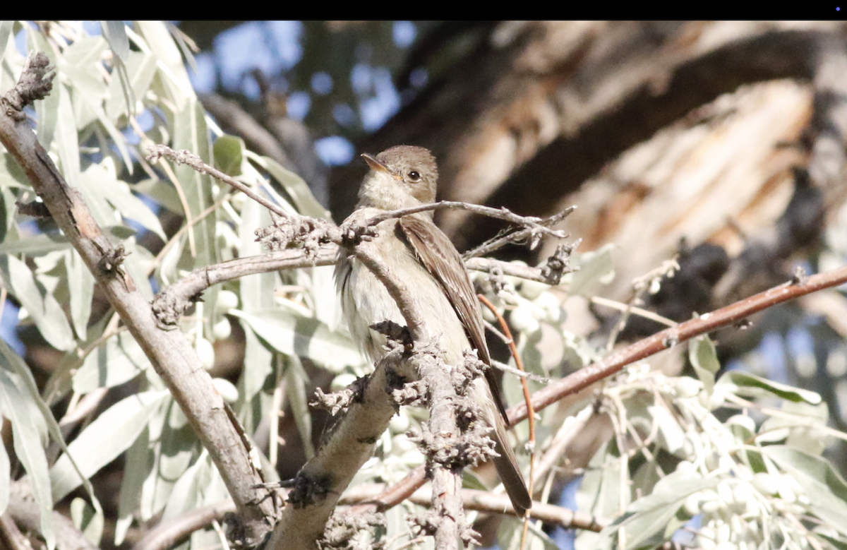 Willow Flycatcher - ML639711480