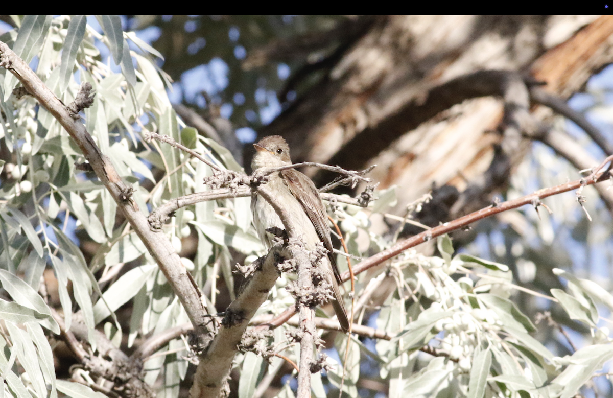 Willow Flycatcher - ML639711481