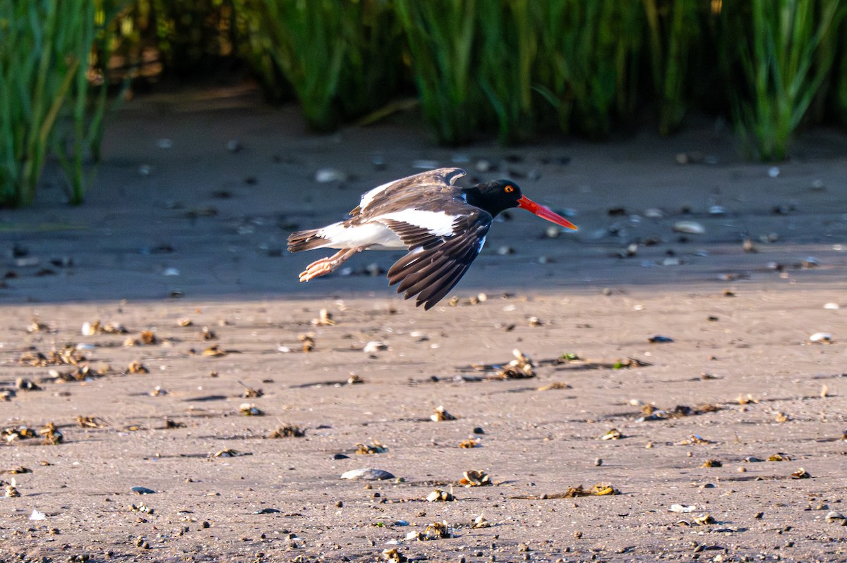 American Oystercatcher - ML639711483