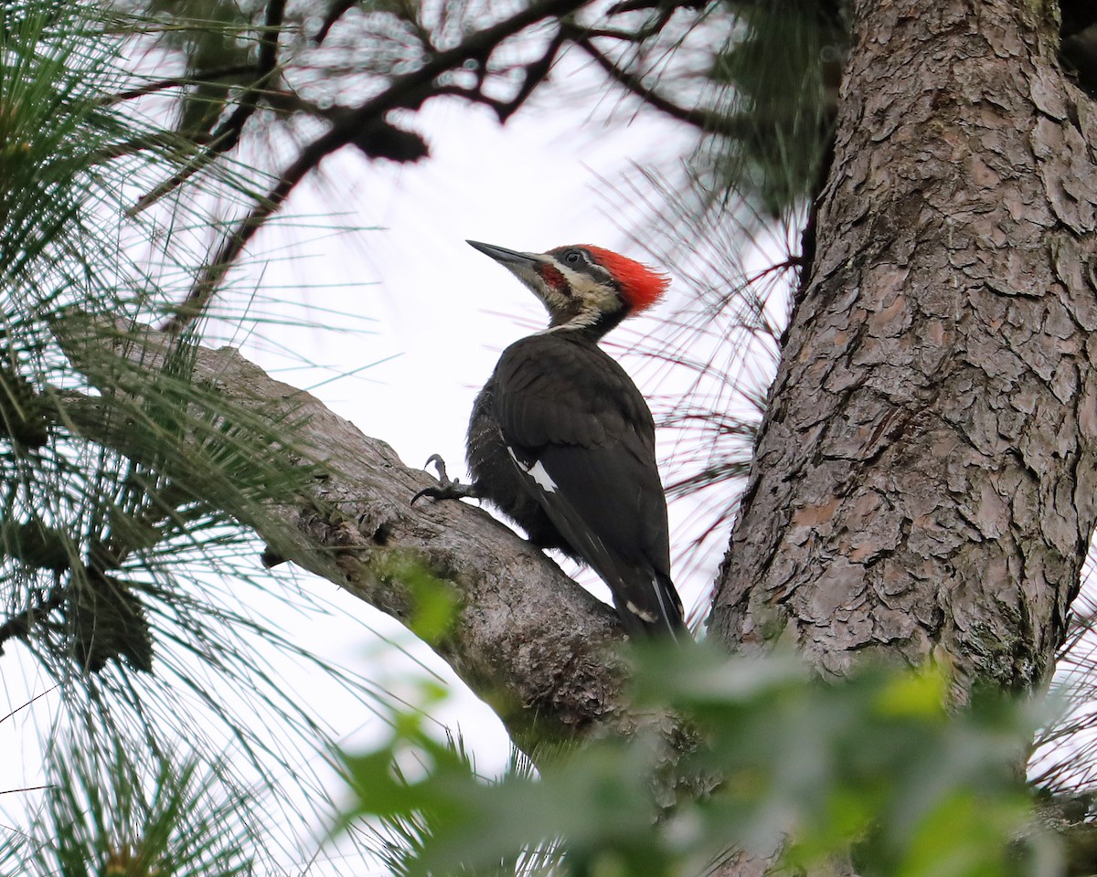 Pileated Woodpecker - ML639711485