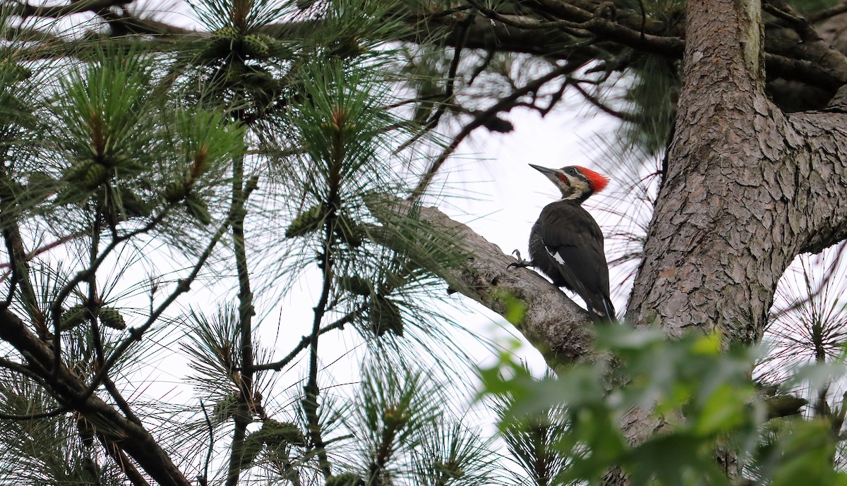 Pileated Woodpecker - ML639711486