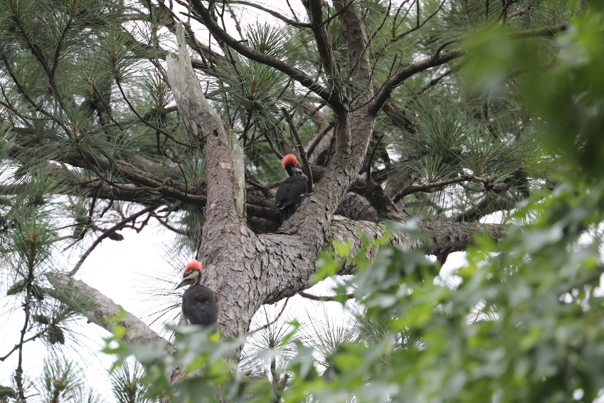 Pileated Woodpecker - ML639711488