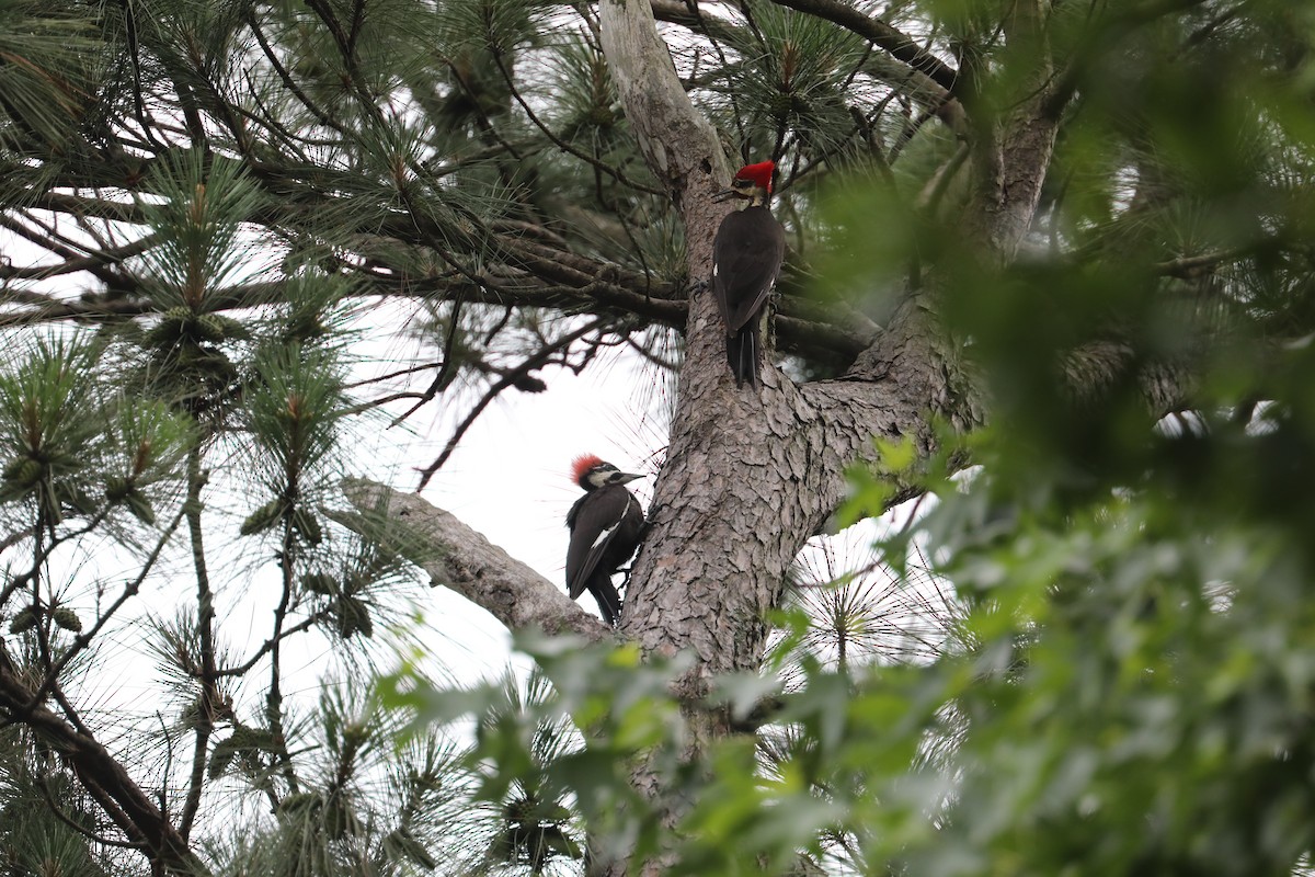 Pileated Woodpecker - ML639711489