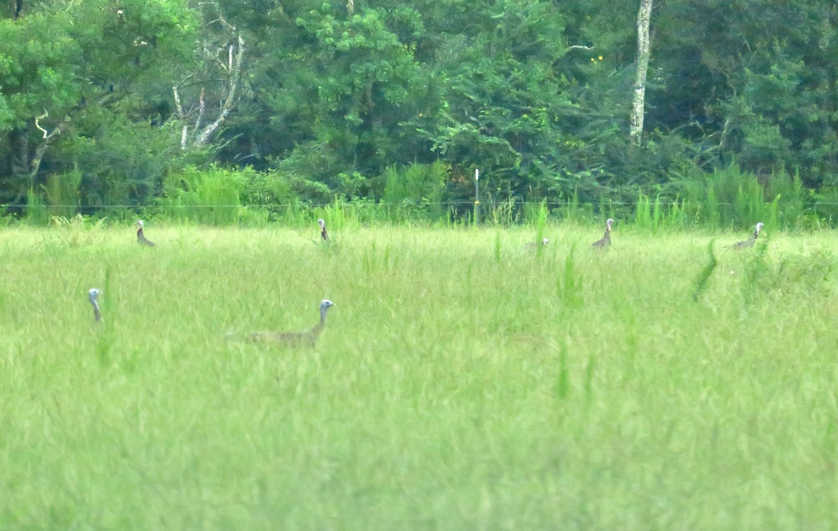 火雞 - ML639711492