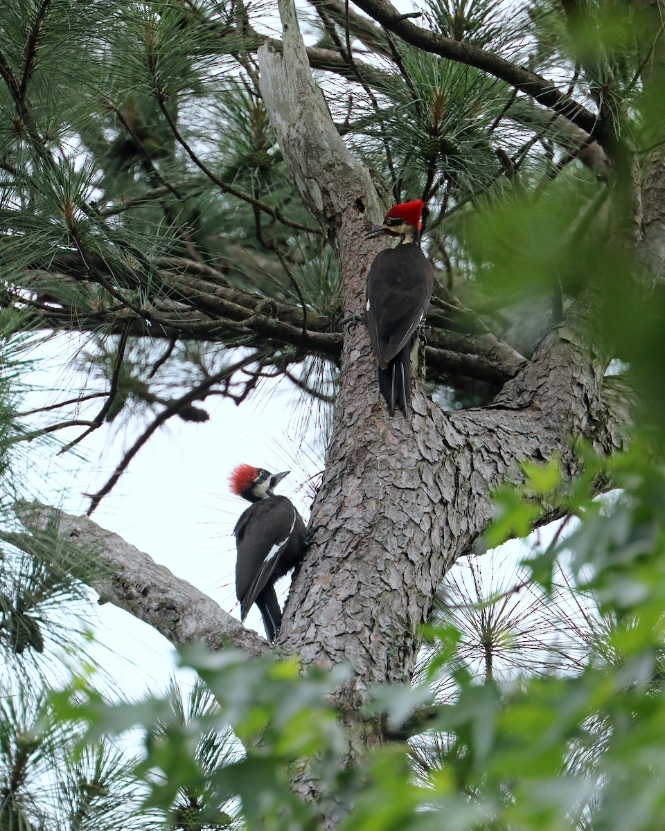 Pileated Woodpecker - ML639711493