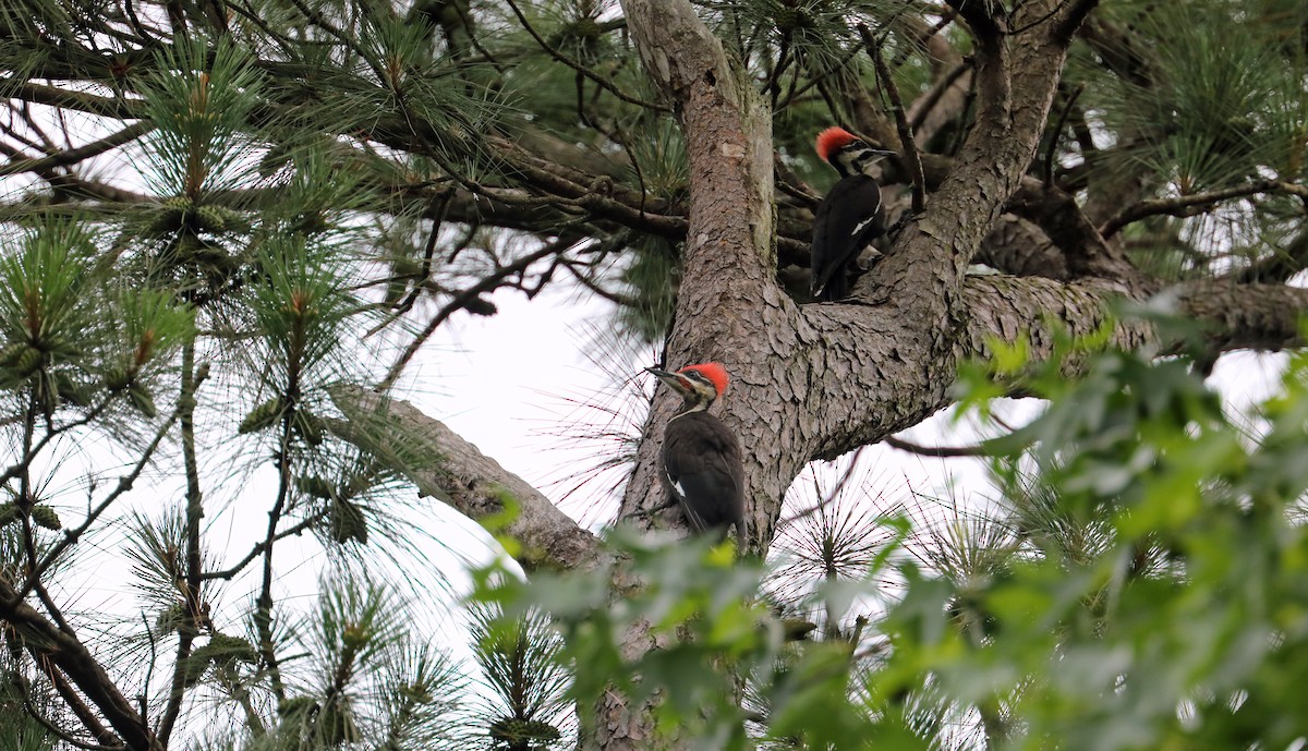 Pileated Woodpecker - ML639711495