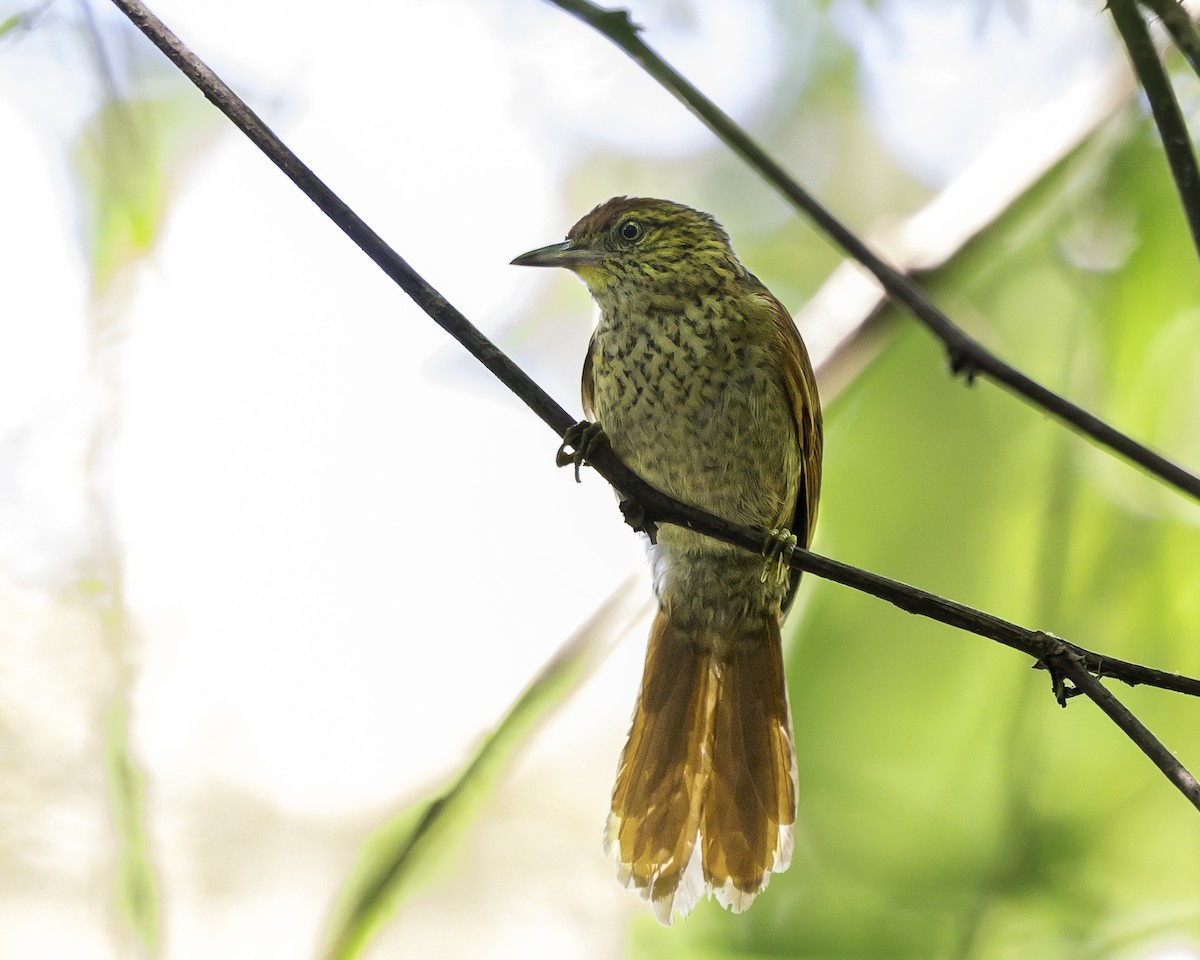 Speckled Spinetail - ML639711497