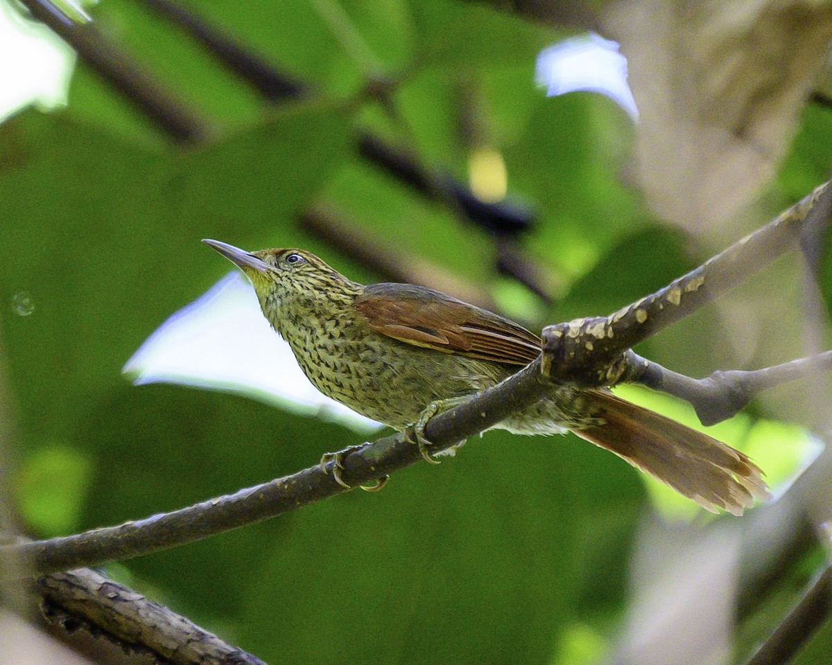 Speckled Spinetail - ML639711498