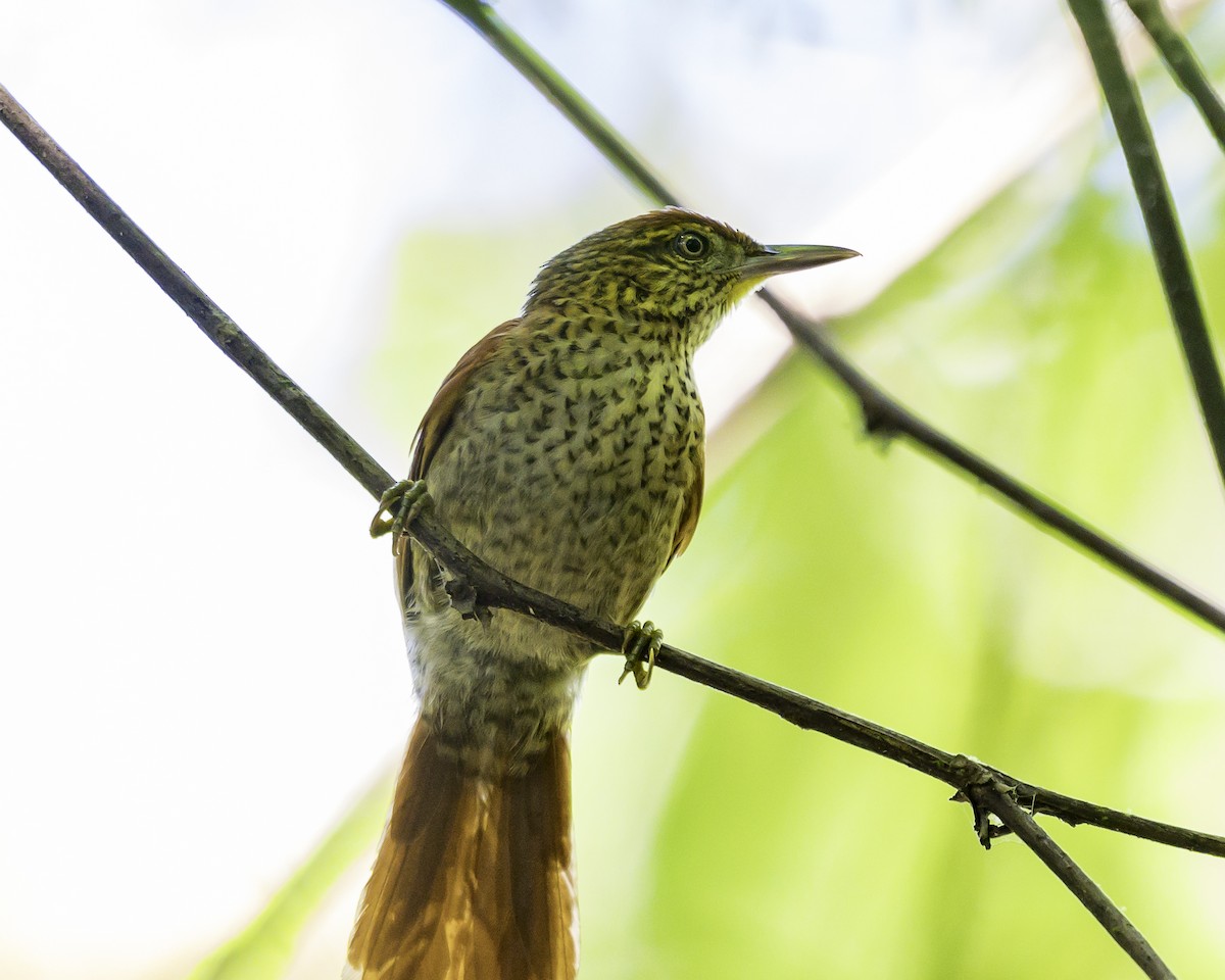 Speckled Spinetail - ML639711499