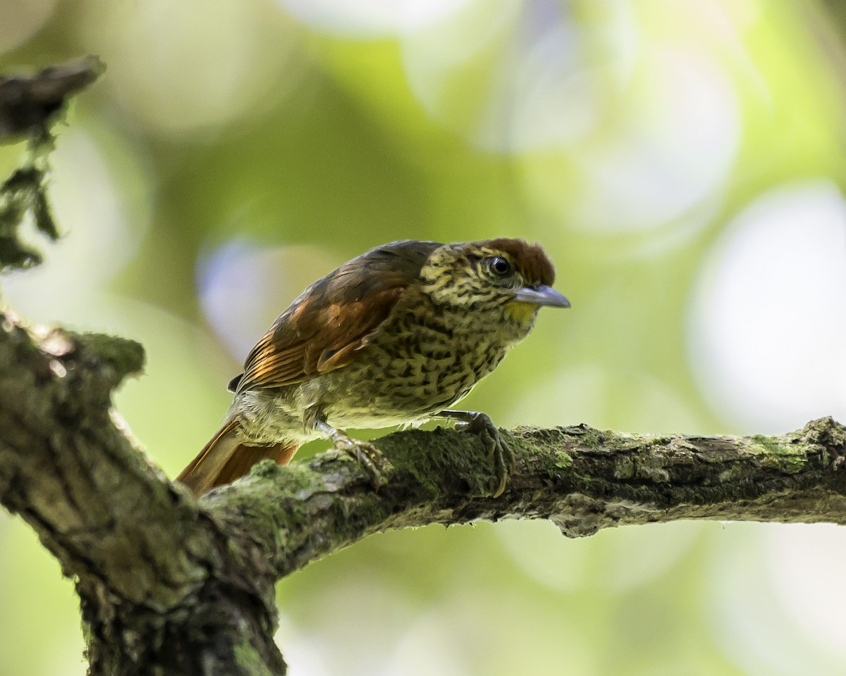 Speckled Spinetail - ML639711500