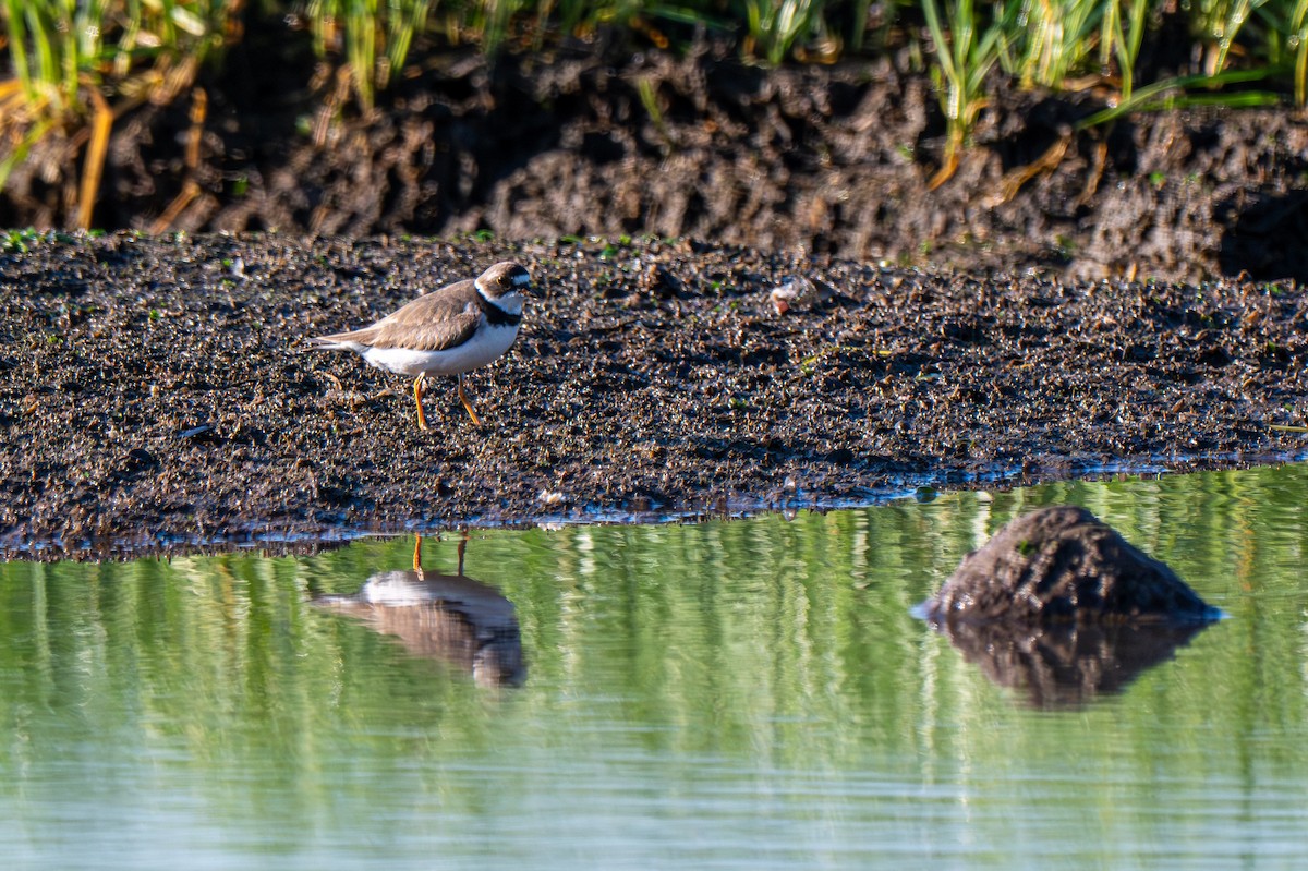 Semipalmated Plover - ML639711501