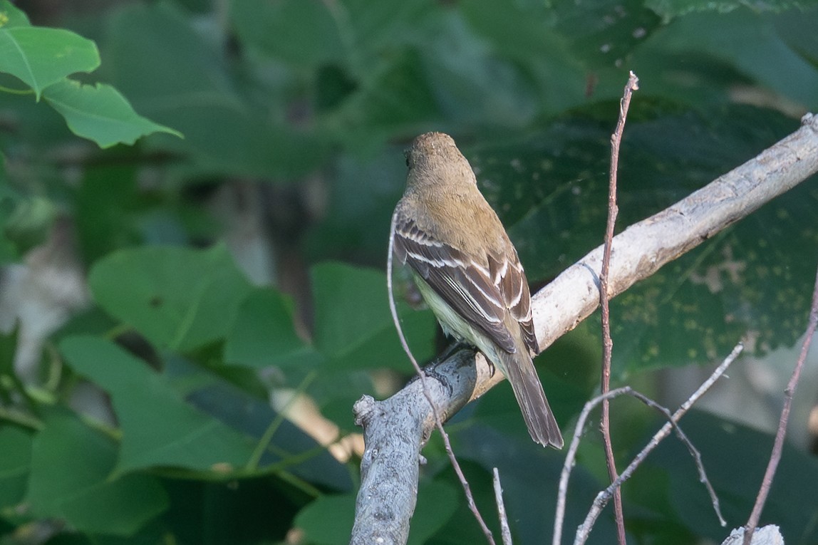 Least Flycatcher - ML639711502