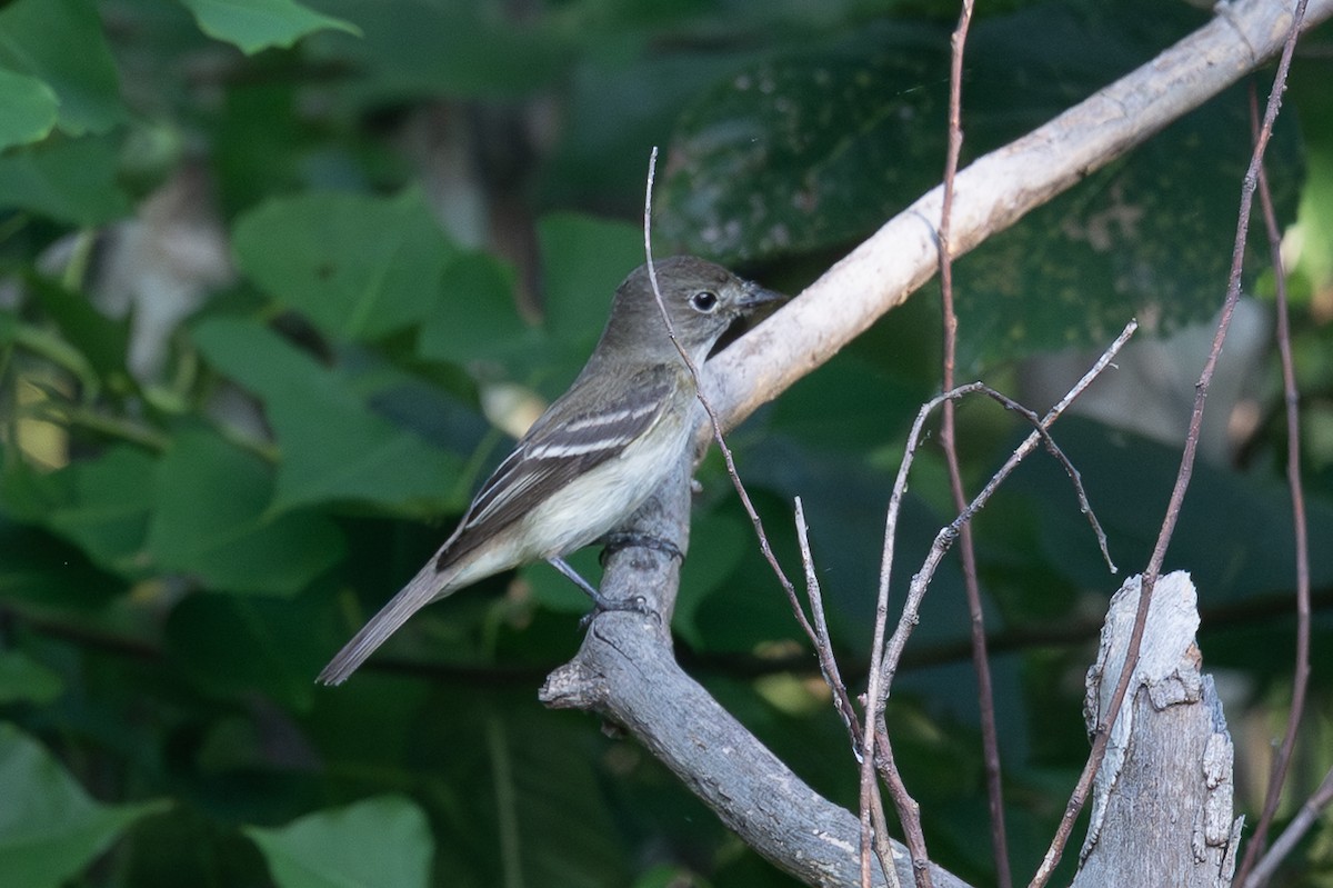 Least Flycatcher - ML639711503
