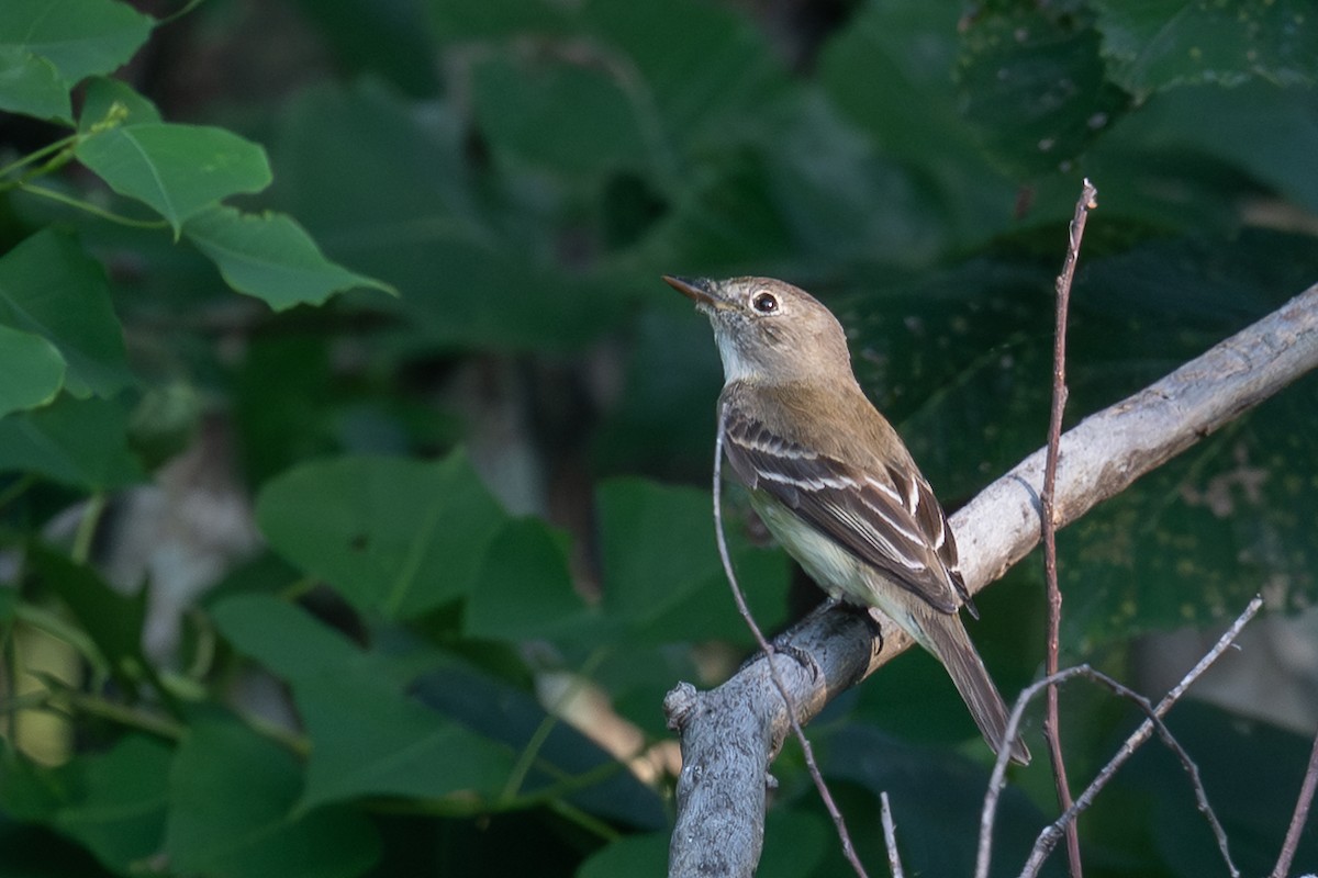 Least Flycatcher - ML639711504