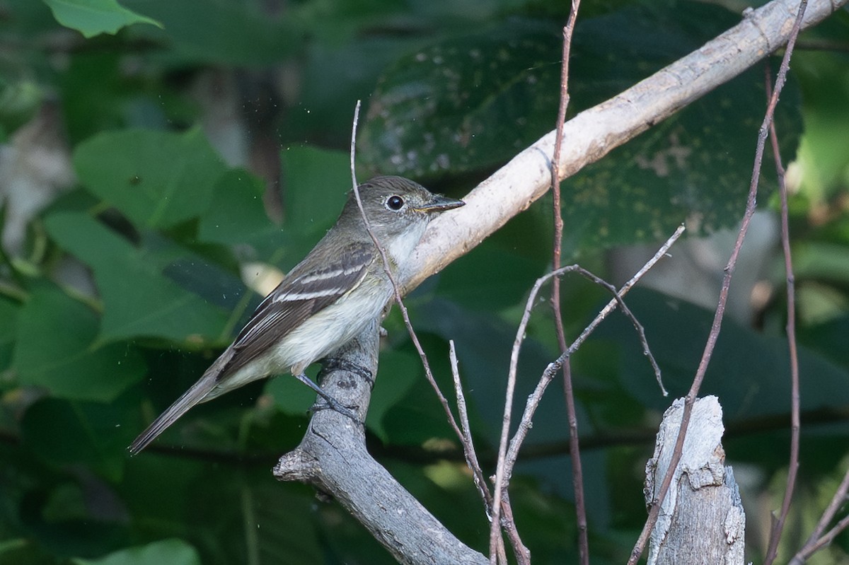 Least Flycatcher - ML639711505