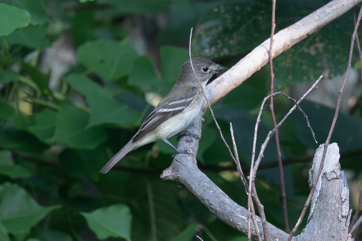 Least Flycatcher - ML639711506