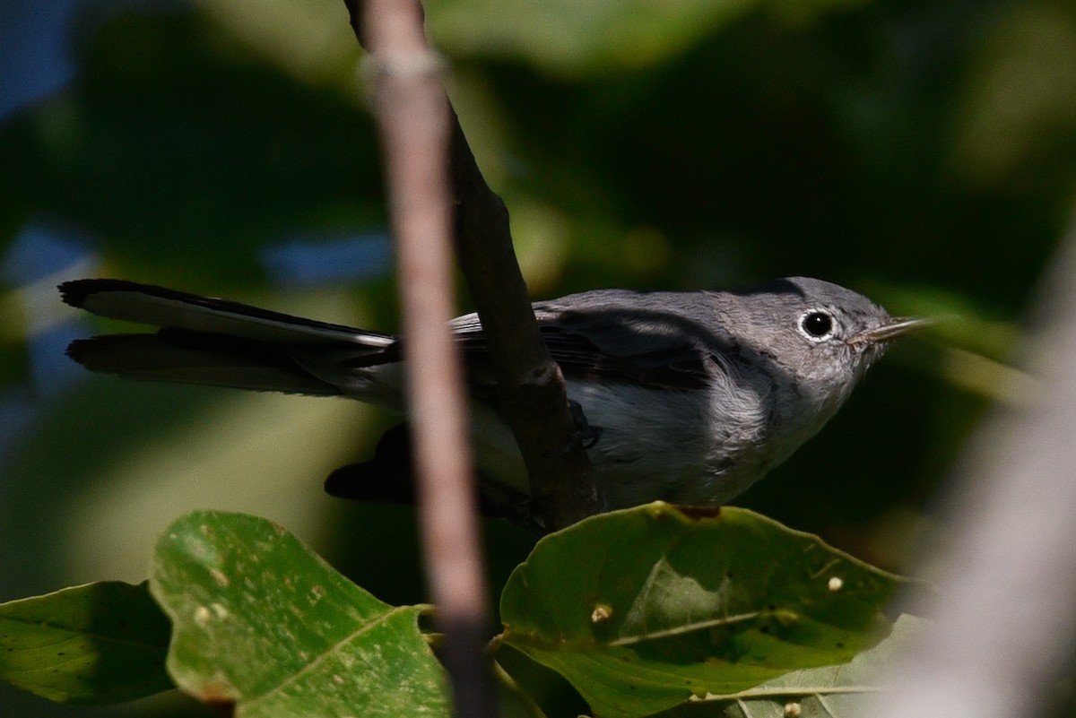 Blue-gray Gnatcatcher - ML639711509