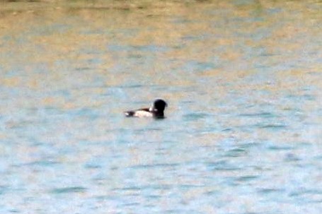 鳳頭潛鴨 - ML639711517