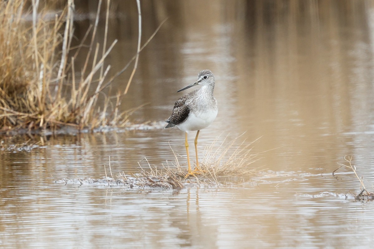 Greater Yellowlegs - ML639711548